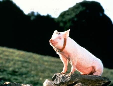 Schweinchen Babe Stream