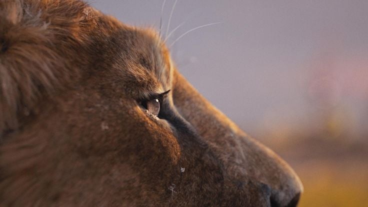 Mufasa : Le Roi Lion