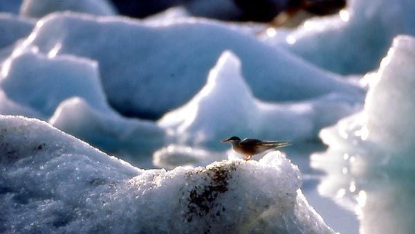 Le peuple migrateur