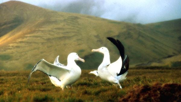 Le peuple migrateur