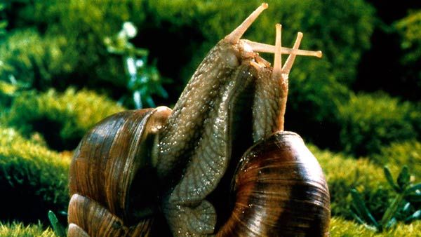 Microcosmos: Le peuple de l'herbe
