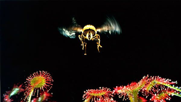 Microcosmos: Le peuple de l'herbe