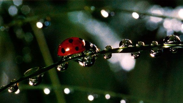 Microcosmos: Le peuple de l'herbe