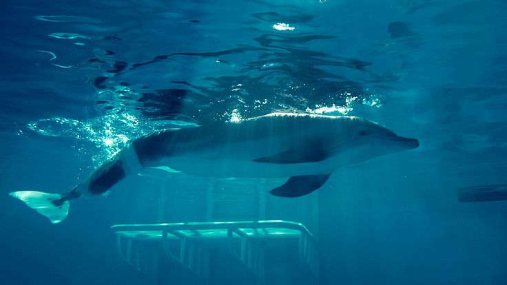 Dolphin Tale