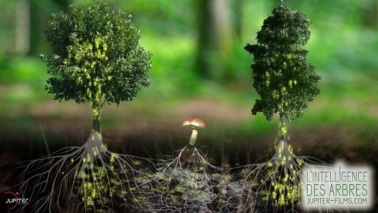L'Intelligence des Arbres