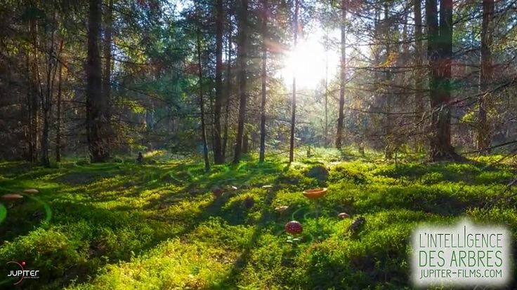 L'Intelligence des Arbres
