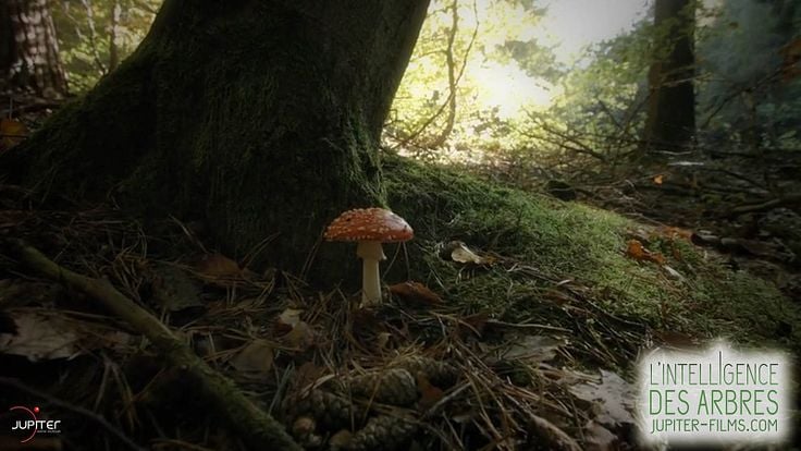 L'Intelligence des Arbres