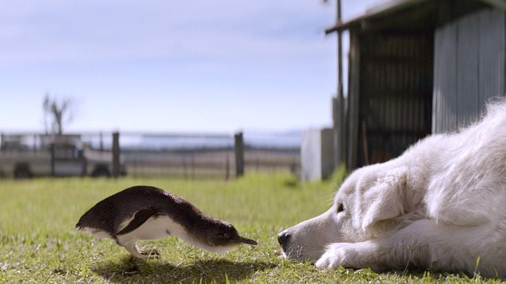 Oddball and the Penguins