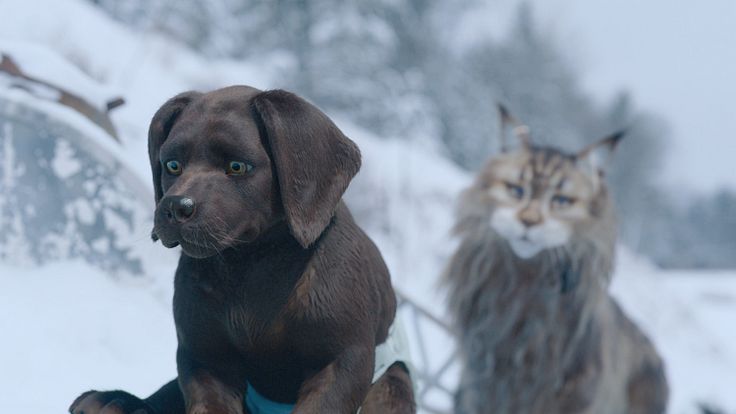 Chien et Chat