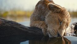 Mufasa: The Lion King Showtimes & Tickets - Showcase Cinemas - UK