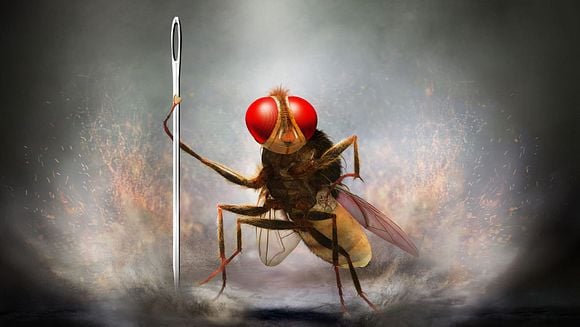 EEGA, la mouche vengeresse