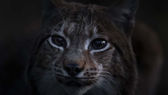 Avant-première - LE CHANT DES FORÊTS | Dimanche 14 décembre à 11h
