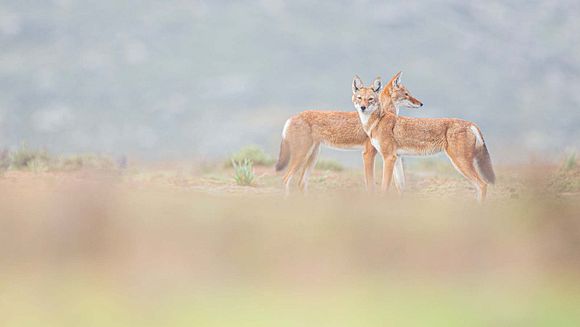 Doc du Mois : Le Secret du Loup d'Ethiopie