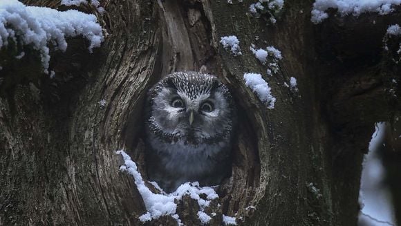 Le chant des forêts