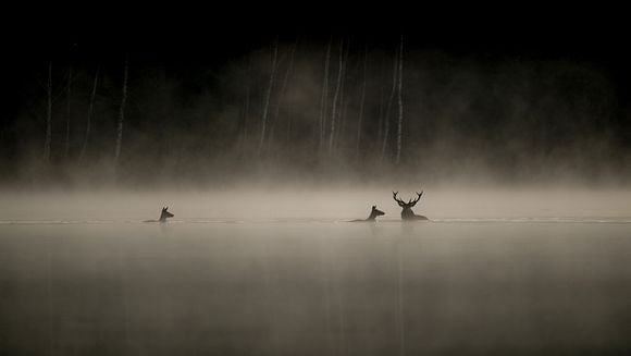 Avant-première + Échange | Festival Pyrénicimes | Le Chant des forêts