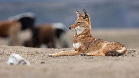 LE SECRET DU LOUP D'ETHIOPIE