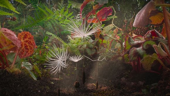 Atelier "bombes à graines" autour du film Planètes !