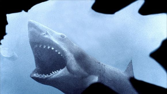 La séance maudite : requins !