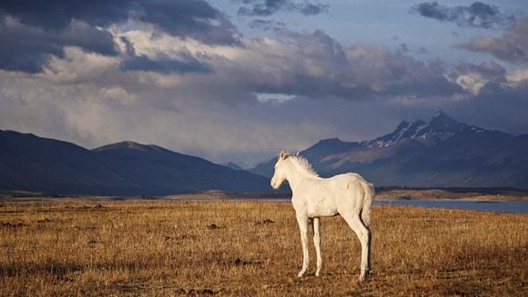 Connaissance du monde • La Patagonie : à la lisière du monde