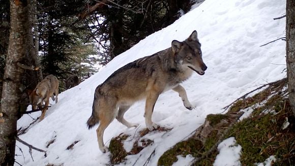 Vivre avec les loups