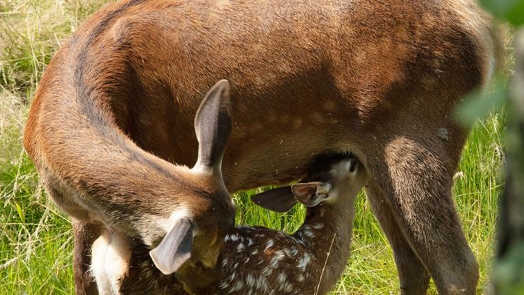 Bambi, L’histoire d’une vie dans les bois