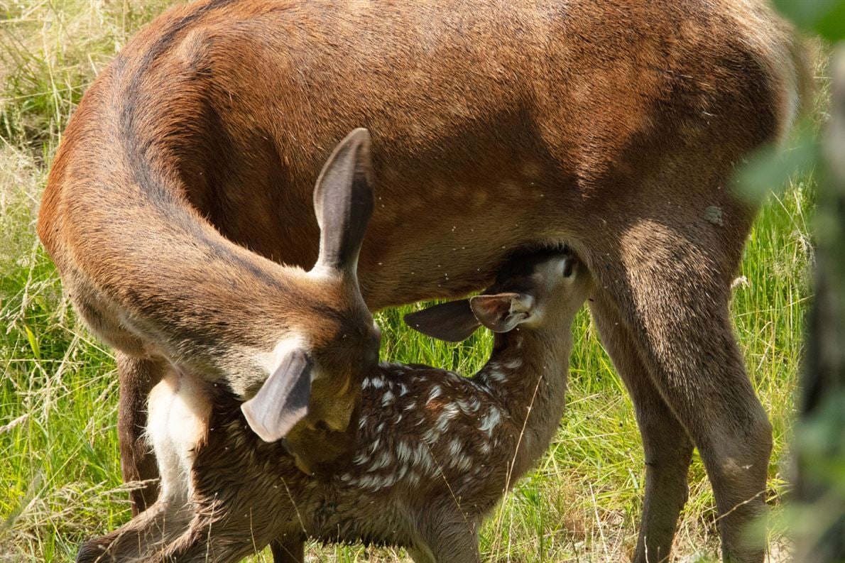 Bambi, L’histoire d’une vie dans les bois