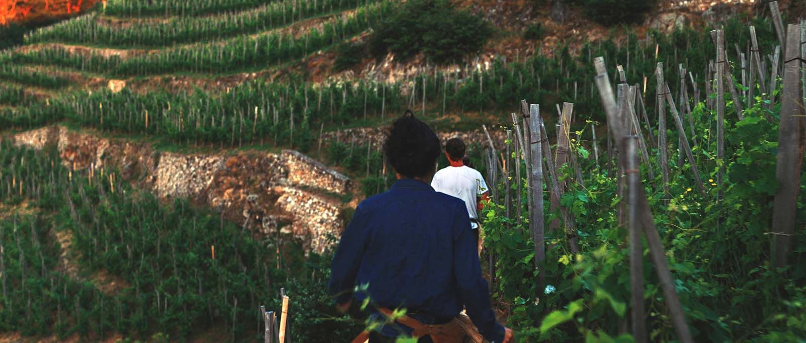 Les Chaillées de l’Enfer : une odyssée au cœur de la vigne.
