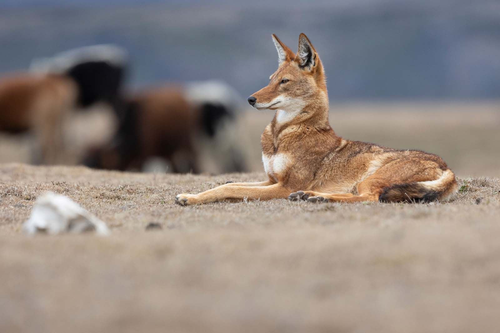 🤫 Le secret du loup d'Ethiopie 🐺