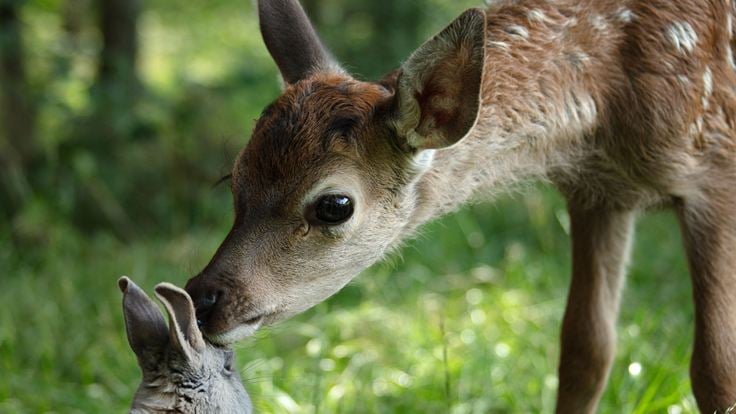 Bambi, L’histoire d’une vie dans les bois