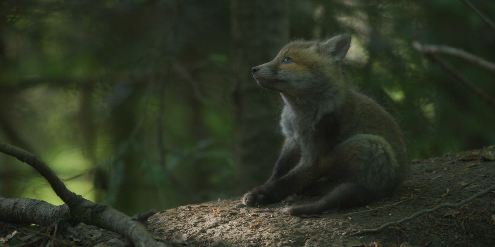 Le temps des animaux