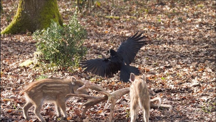 Bambi, L’histoire d’une vie dans les bois