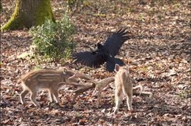 Bambi, L’histoire d’une vie dans les bois