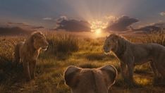 Mufasa: The Lion King Showtimes & Tickets - Showcase Cinemas - UK