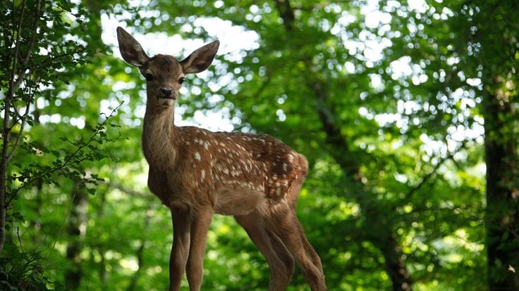 Bambi, L’histoire d’une vie dans les bois