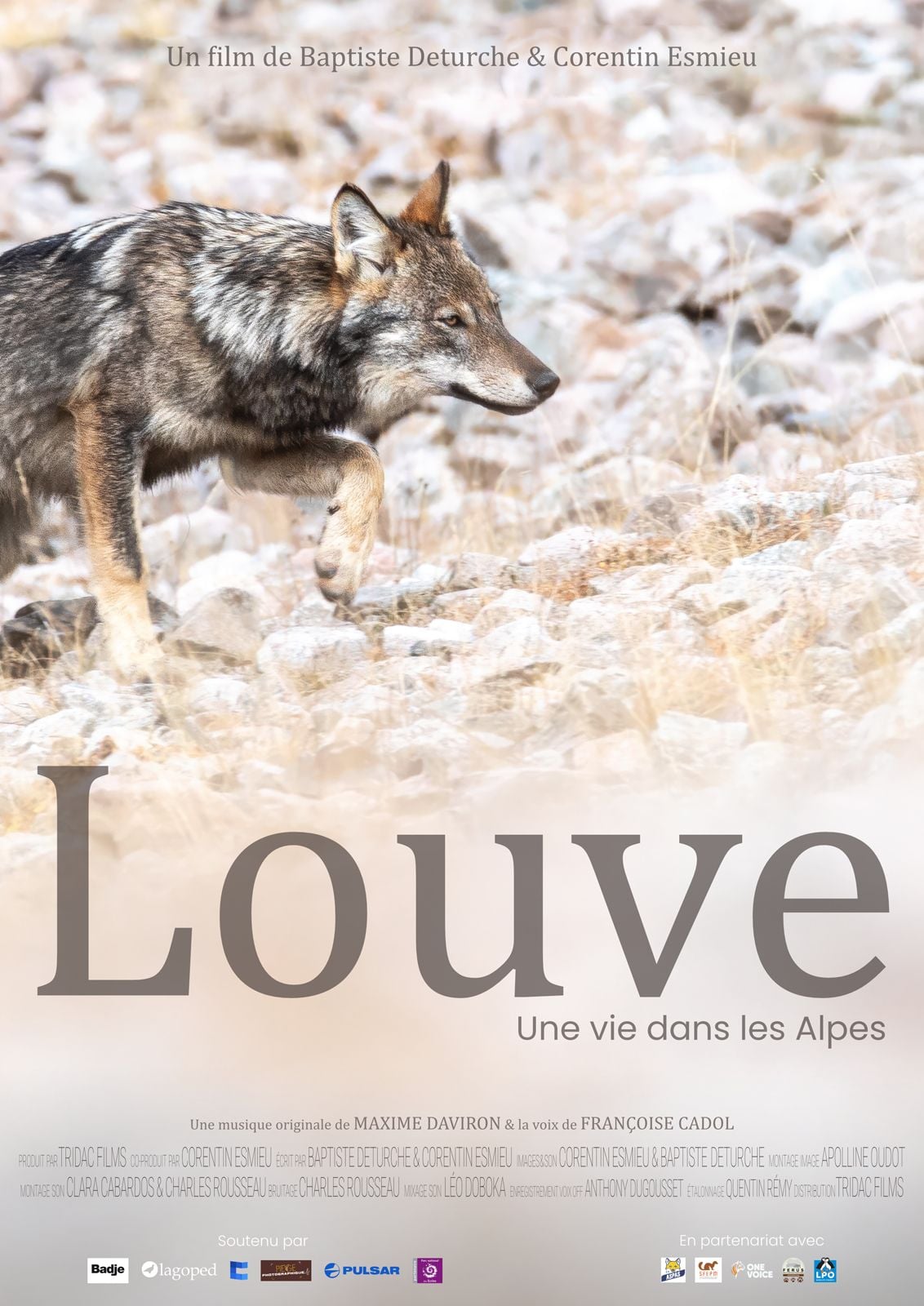 🐺 Louve une vie dans les Alpes 🏔️
