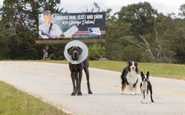 Backstreet Dogs