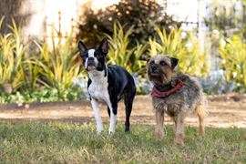 Backstreet Dogs