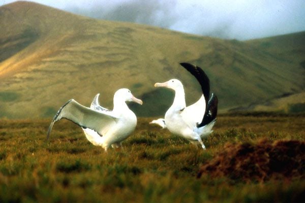 Le peuple migrateur