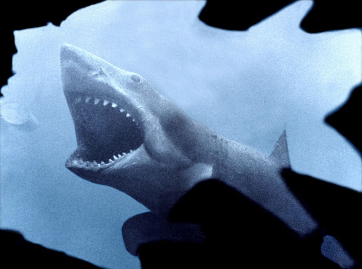 La séance maudite : requins !