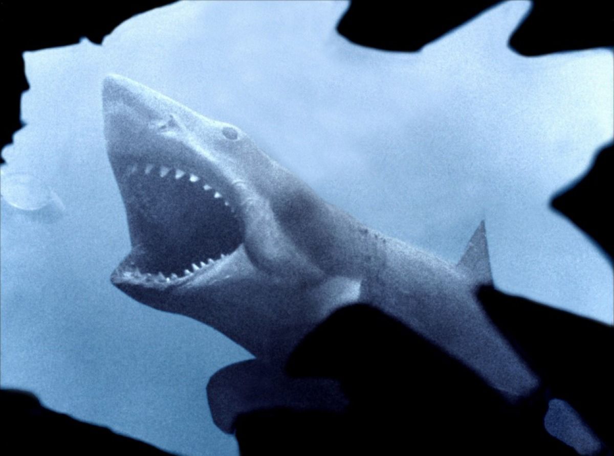 Soirée Requins !