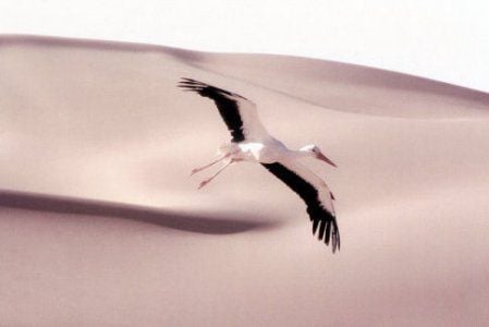 Le peuple migrateur