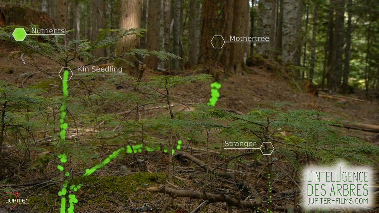 L'Intelligence des Arbres