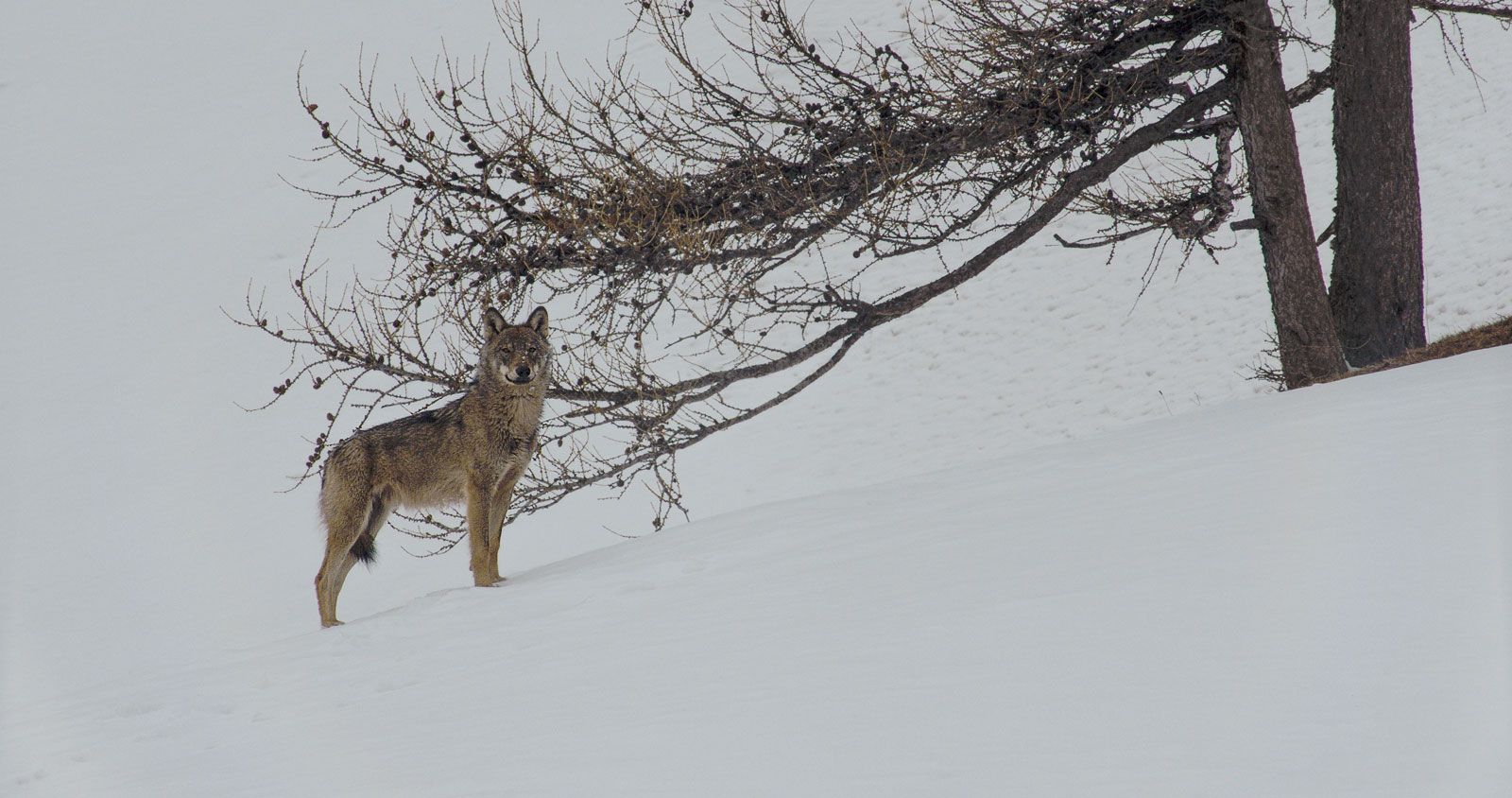 La vallée des loups du 3 Mars au 11 Avril