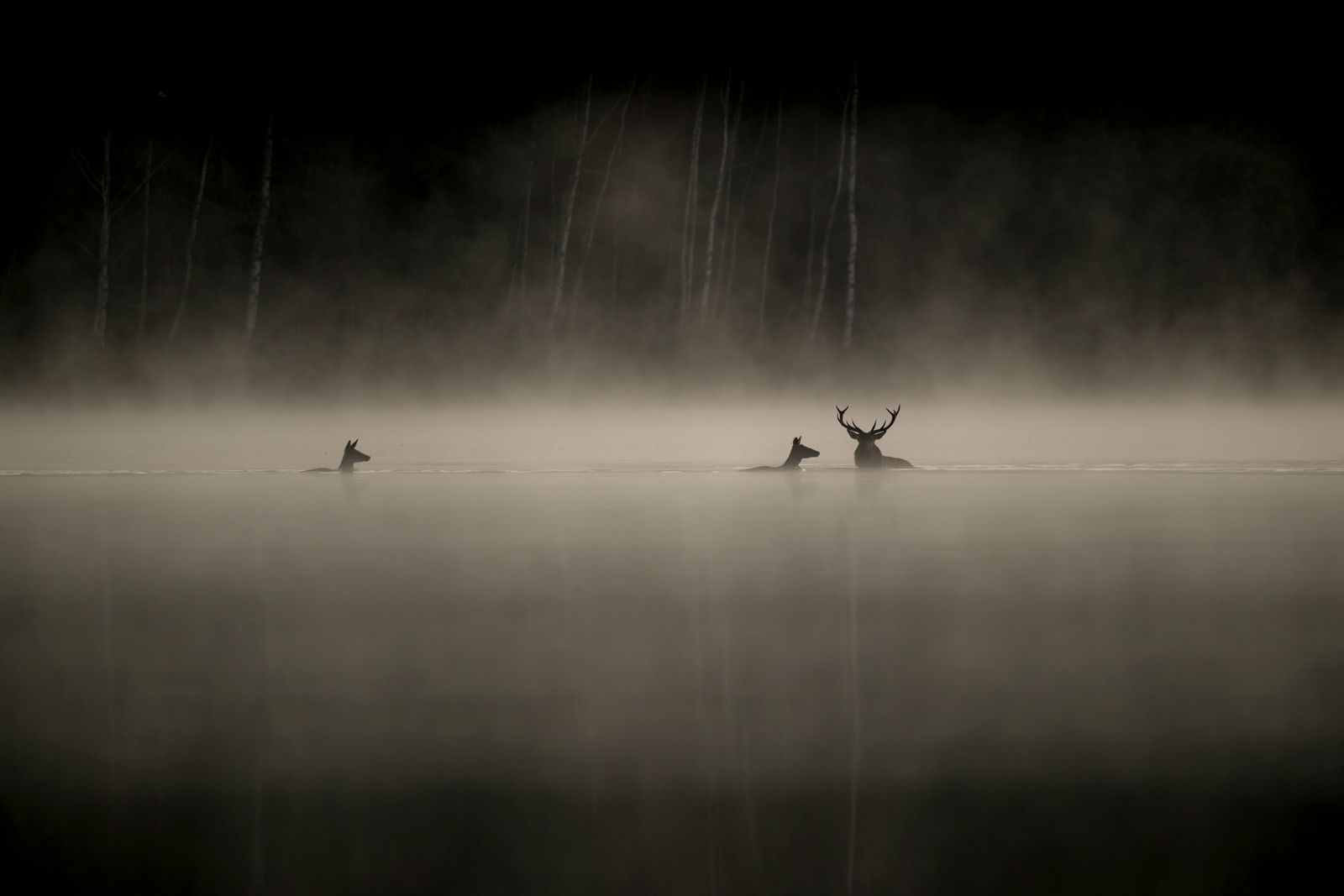 Avant-première + Échange | Festival Pyrénicimes | Le Chant des forêts
