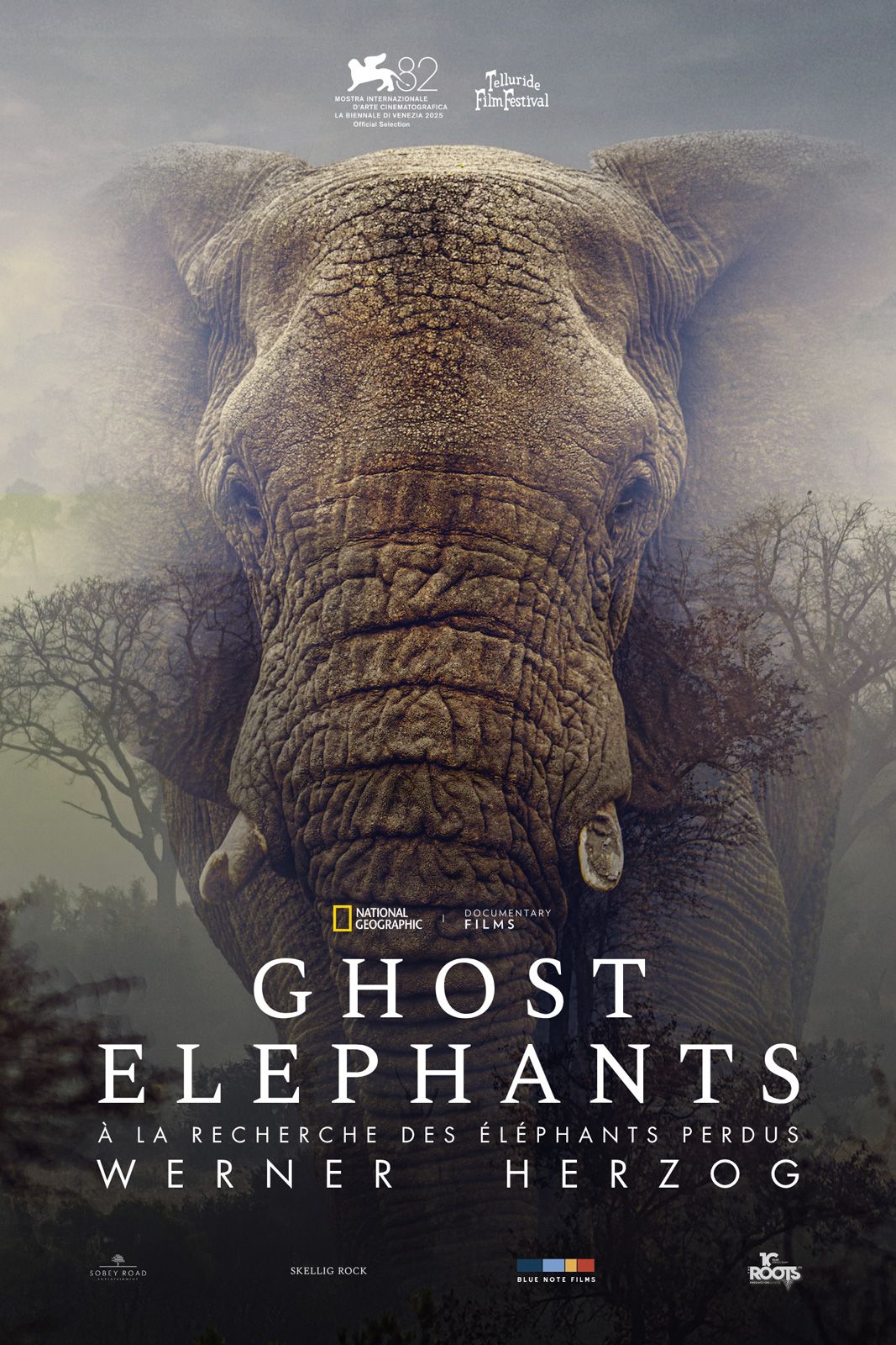 Ghost Elephants