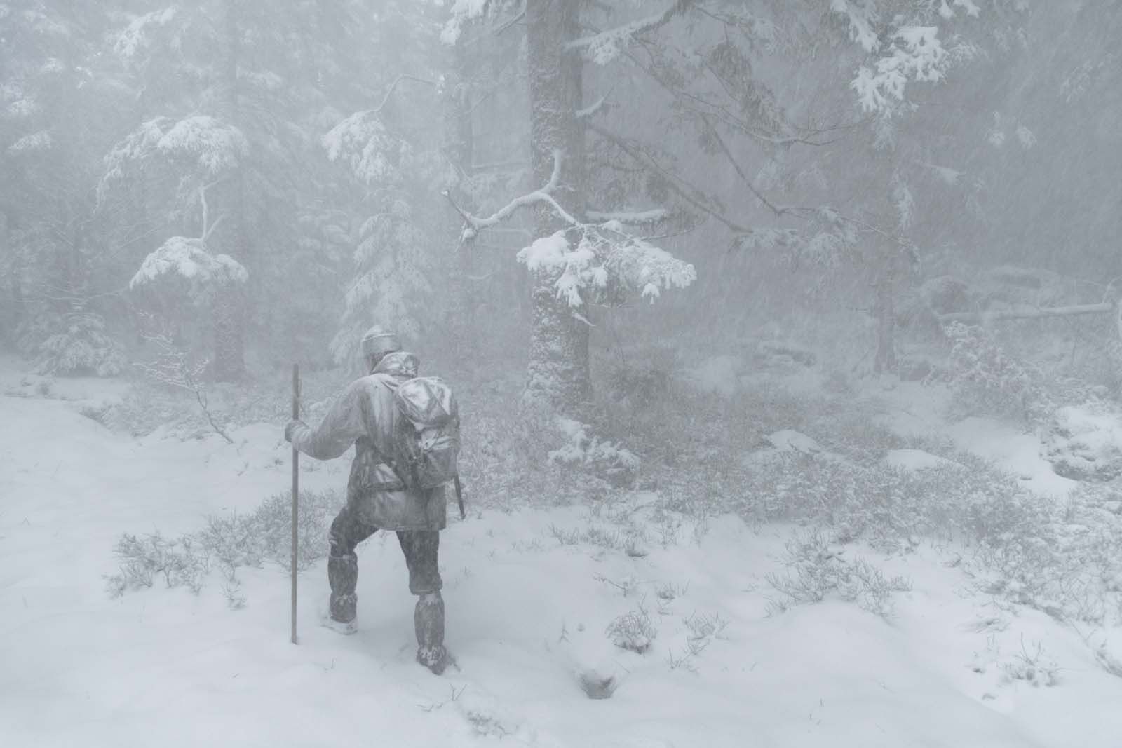 AVANT PREMIÈRE : Le chant des forêts