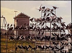 Les Oiseaux