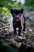 Le Dernier Jaguar