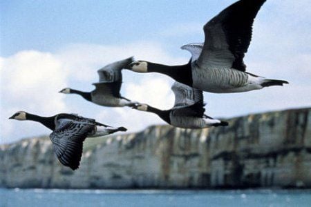 Atelier Oiseaux et cinéma